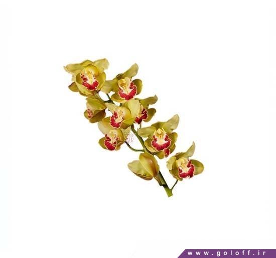 تک شاخه گل ارکیده سیمبیدیوم فیونا - Cymbidium Orchid | گل آف